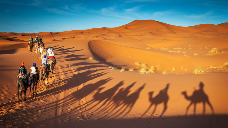 camel riders in the desert