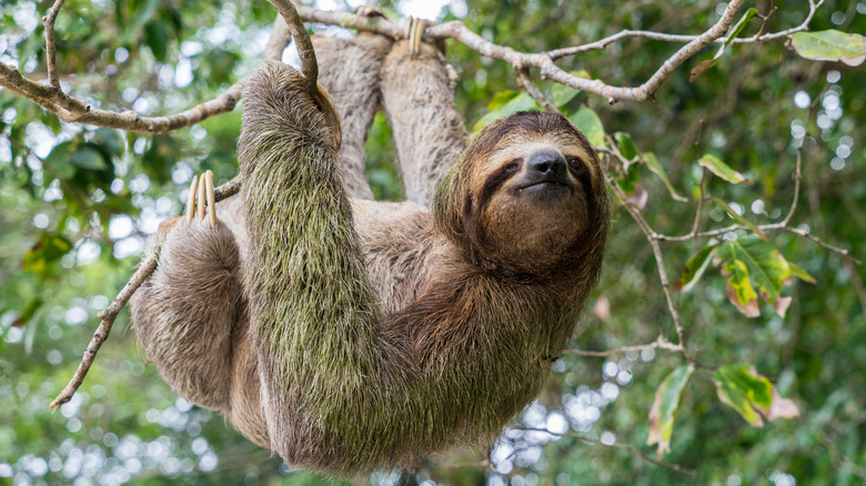 sloth in a tree