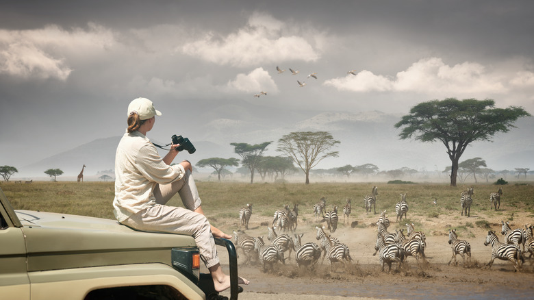 woman on safari sitting on car