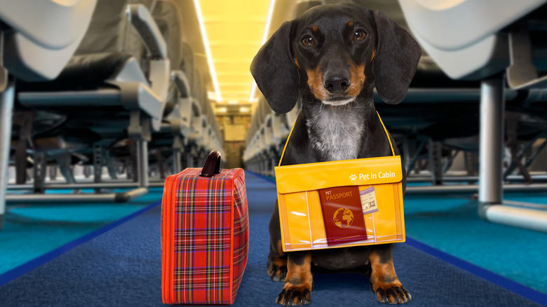 dachsund with passport on plane