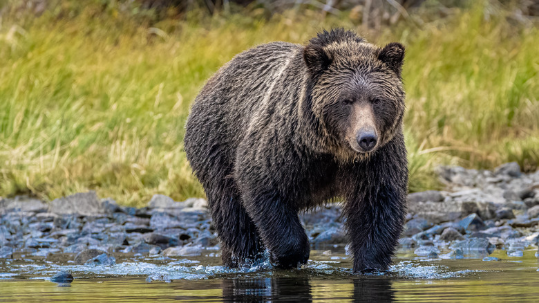 Brown bear on lake shore