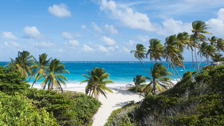 A beach in the Caribbean