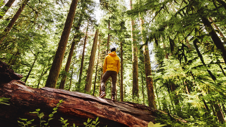 hiker in hoh rainforest