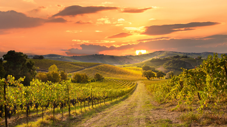 Sunset over California wineries