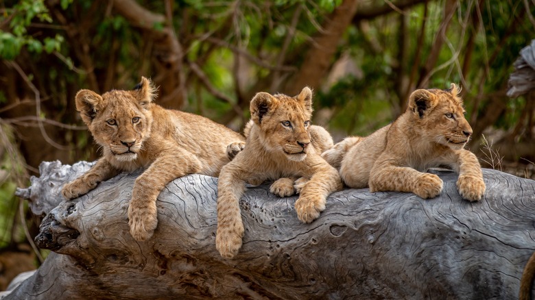 lion cubs in Kruger National Park