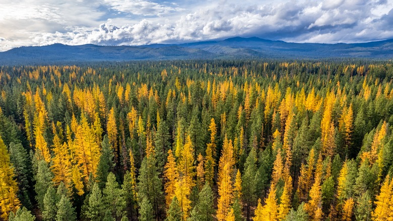 Forest with yellow and green trees