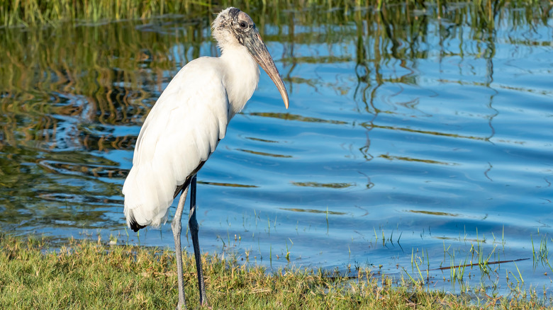 stork in Anastasia State Park