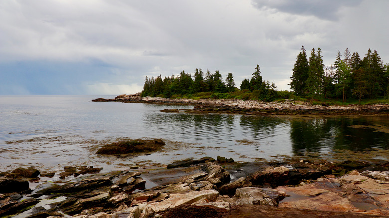 Rocky beach with pine trees