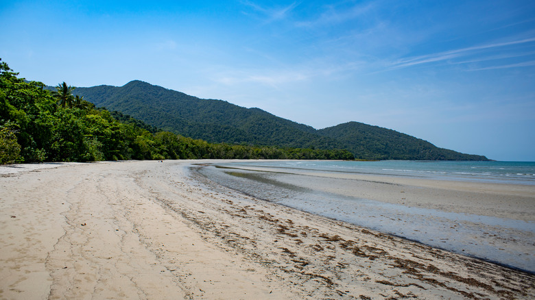 kulki beach cape tribulation australia