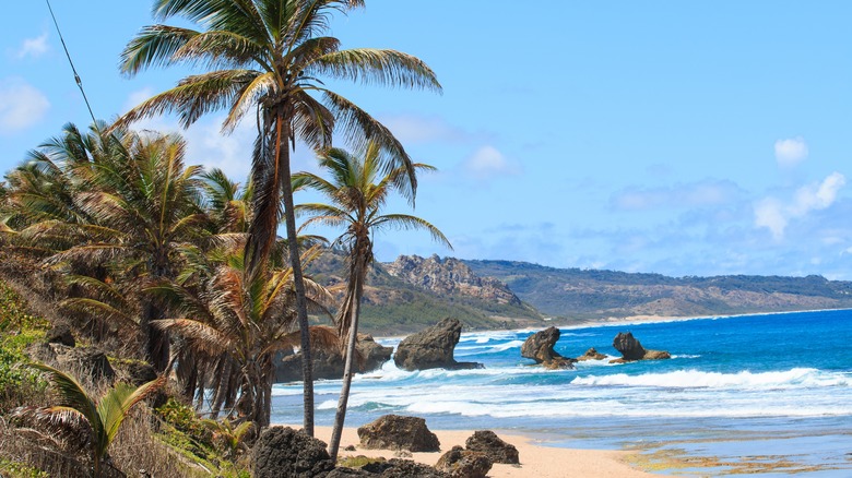 beach at Barbados