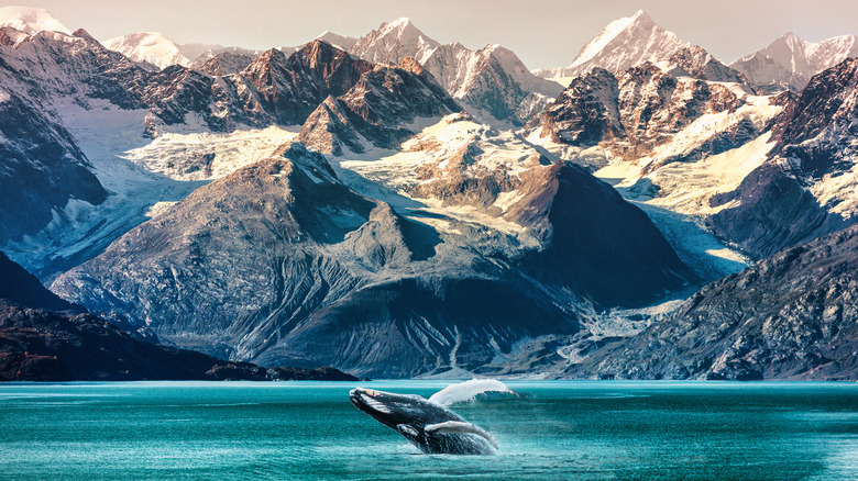 A breaching whale in Alaska