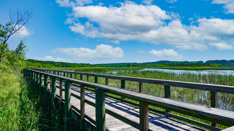 Meaher State Park boardwalk