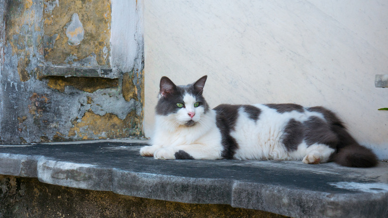 Cat on a ledge in New Orleans