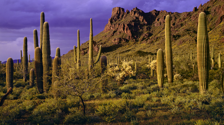 Organ Pipe Cactus National Monument